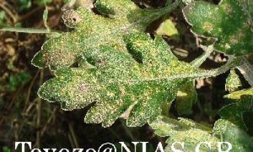 【荷兰乳果糖口服溶液的副作用大吗】荷兰进口乳果糖价格 - 荷兰乳果糖口服溶液的副作用网